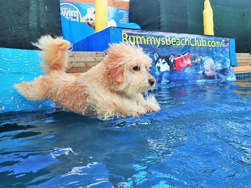 Rummys Beach Club - dog swimming