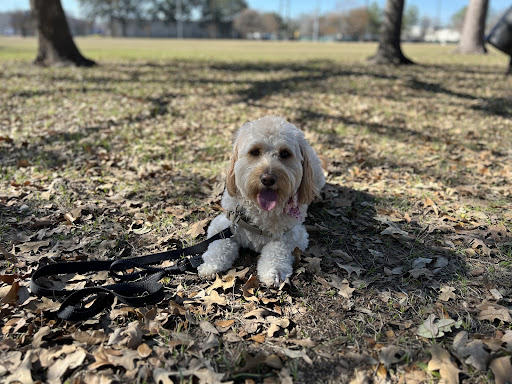 Dog in a Houston park