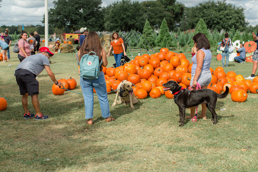 Dog photo-op at the pumpkin patch