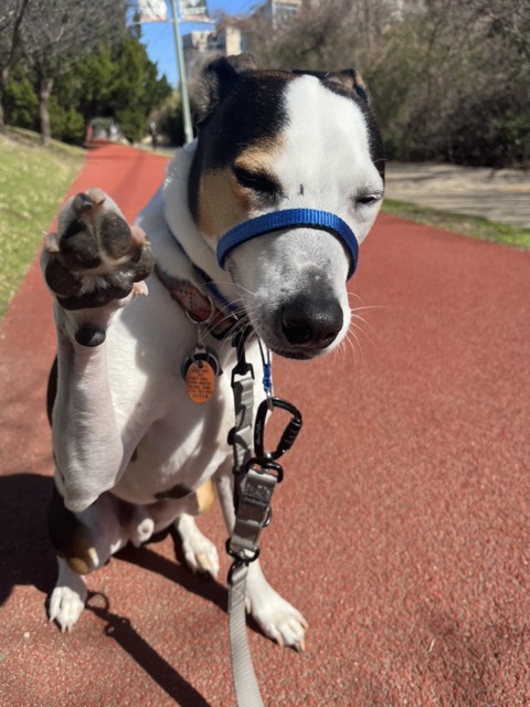 8 Ways to Keep Your Dog from Tracking Dirt into Your Condo