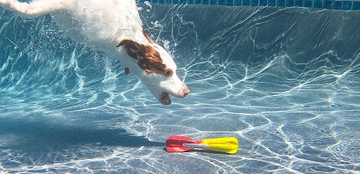 Dog at Rummy's Beach Club