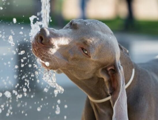 Dog staying hydrated