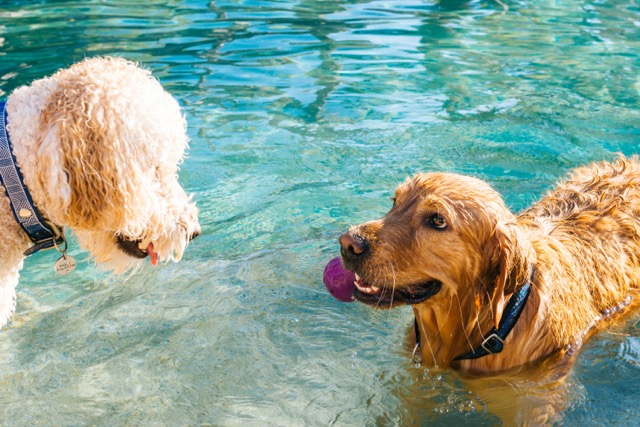 Dogs in the pool
