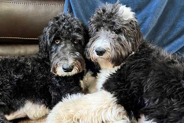 Bernedoodle, Aussiedoodle, Goldendoodle, Doodle Dog Christmas