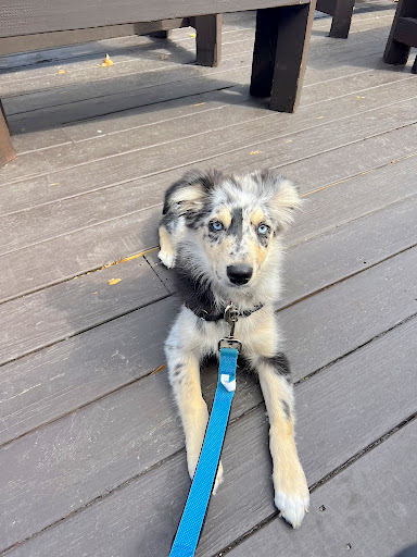 Puppy practicing down command at a restaurant 