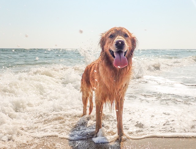 Dog-friendly beaches and lakes in Houston area