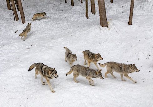 Wolf pack together in the snow