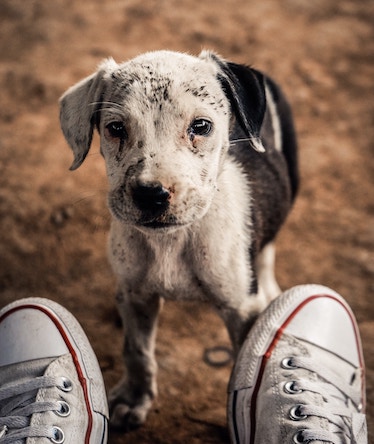 Cute puppy looking up between converse sneakers outside