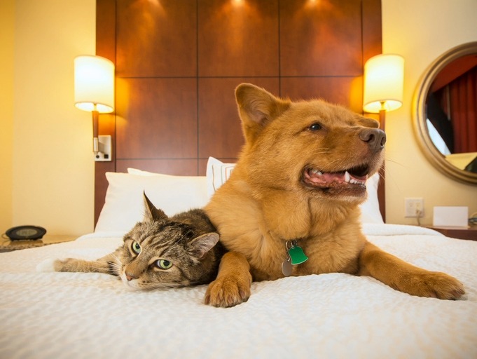 Pets in hotel. Dog Friendly Hotel.