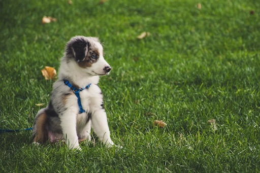 Puppy following instinct