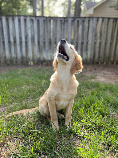 Teaching a puppy to follow you