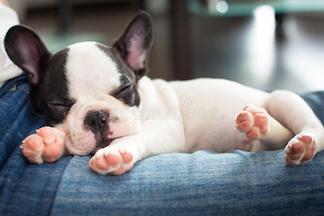 Frenchie Puppy Sleeping