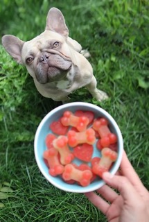 Frenchie Summer Snacks