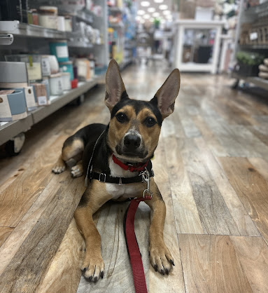 Dog inside HomeGoods