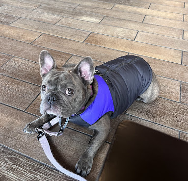 Dog at a Houston coffee shop
