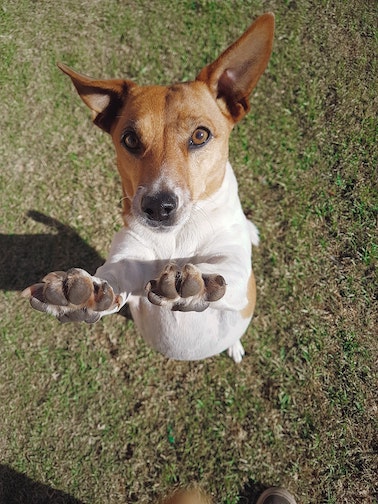 Puppy jumping