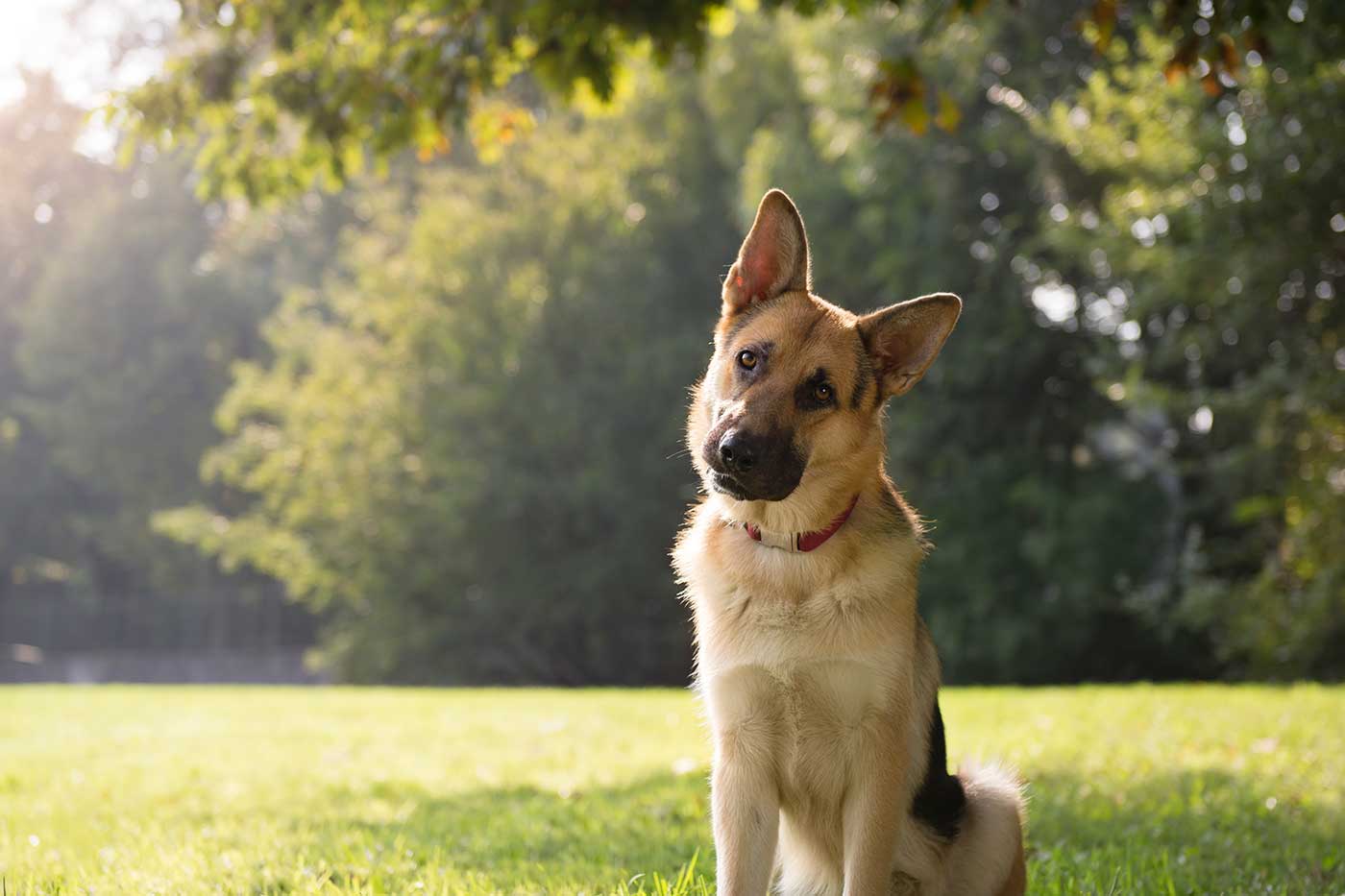 Dog Training Near Me   Gsd 