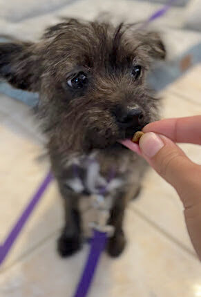 feeding puppy for sitting