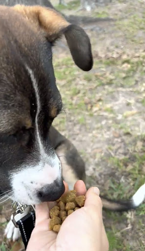 Hand feeding a puppy