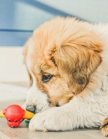 Cute puppy with red rubber toy