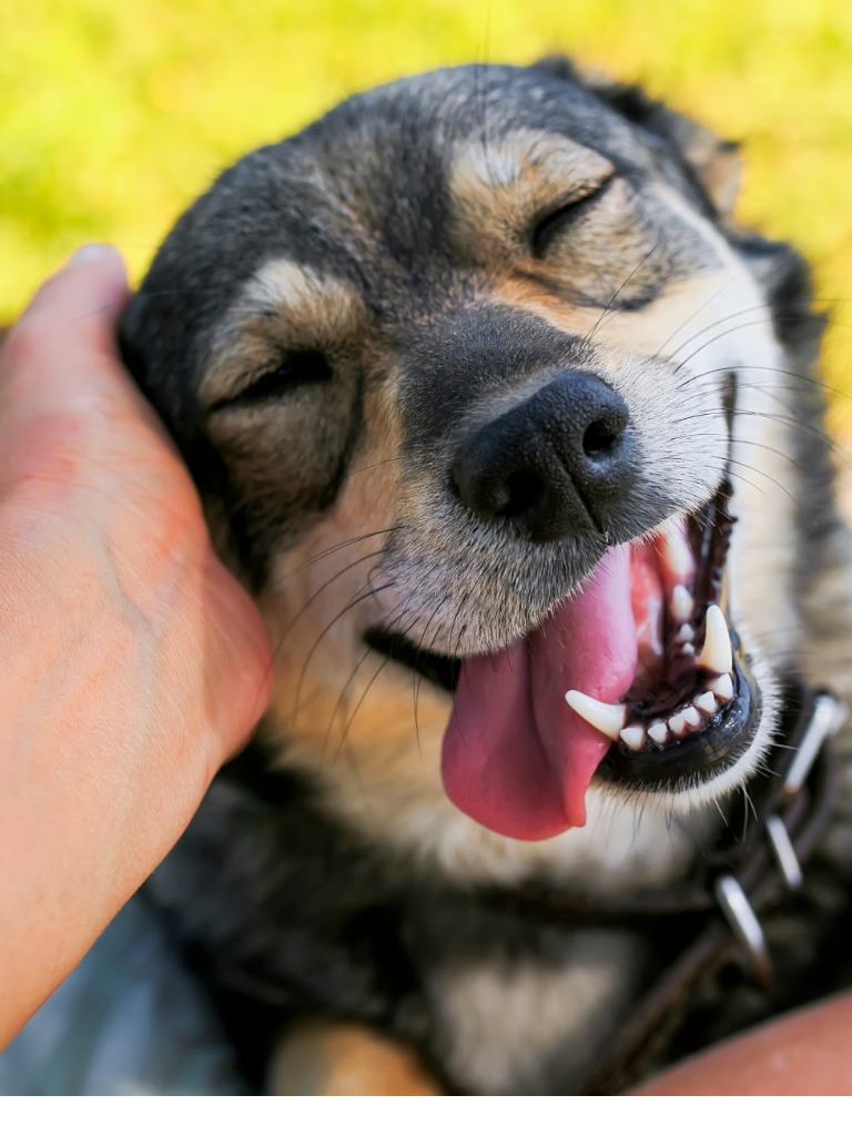 happy relaxed dog being pet