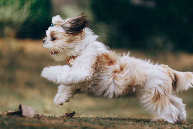 Puppy getting exercise - promoting mental health