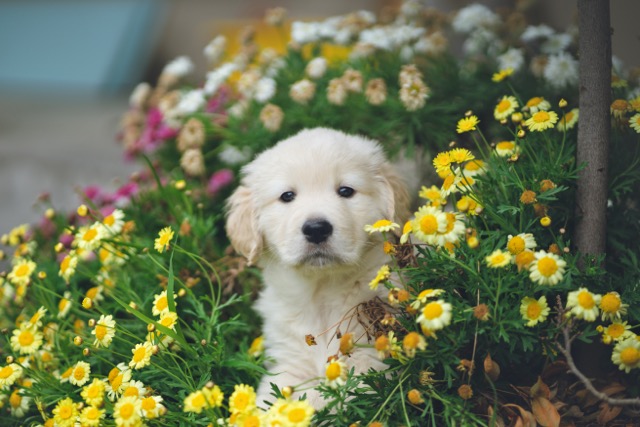 Puppy in the plants