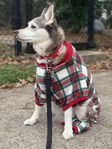 Husky wearing holiday dog collar