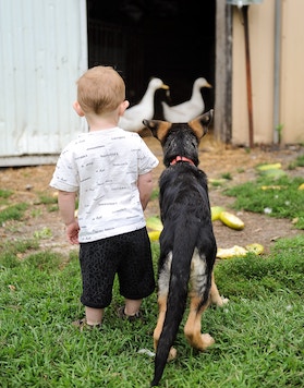 Little boy with german shepherd puppy