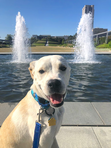 dog at Houston park