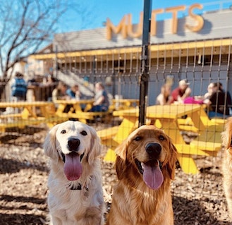 Two golden retrievers at mutts cantina
