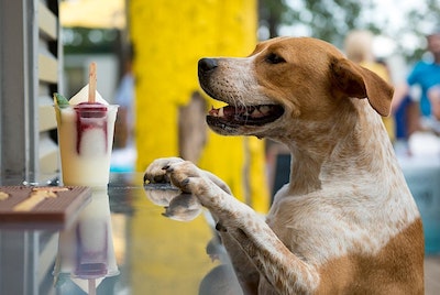 dog ordering a drink at the bar at mutts cantina