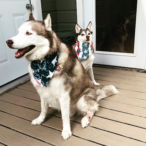 Huskies dressed up for July fourth