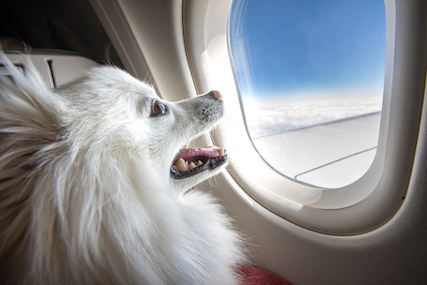 Happy white pomeranian puppy looking out the window on airplane