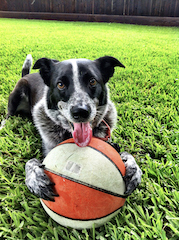Cute black and white dog with basketball