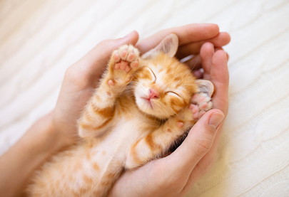 Cute kitten sleeping in someone's hands