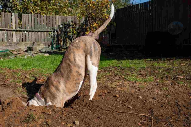 Dog digging in the backyard. Why is my dog all of a sudden digging in the yard