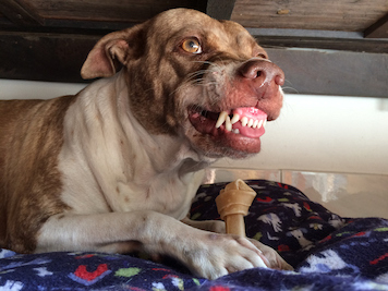 Dog looking aggressive with bone teeth showing