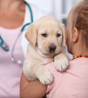 Little girl holding her puppy at the veterinary healthcare clinic close up