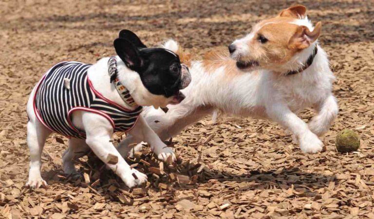 Dogs playing at the dog park, Signs you should leave the dog park.