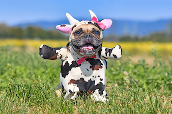 French Bulldog cow halloween dog costume