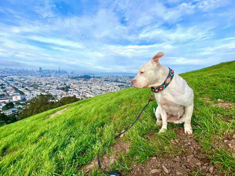 Dog at Bernal Heights Park in San Francisco. Virtual Dog Training Programs in San Francisco with Beyond the Dog
