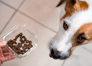 Jack Russel Terrier dog with dog food in a clear bowl