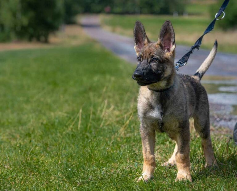 Puppy being reactive on leash. How to tell if a dog is about to become reactive on leash?
