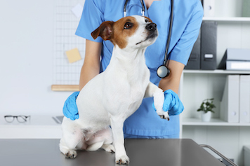 Veterinarian applying bandage onto dog's paw at table in clinic, closeup