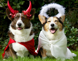 Dog halloween costumes angel and devil
