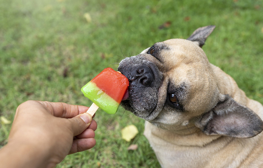 Pug dog licking watermelon popsicle outside in grass