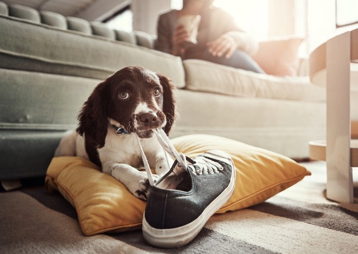 Puppy chewing on shoe. Puppy Antics and how to handle them: A Guide with Greta
