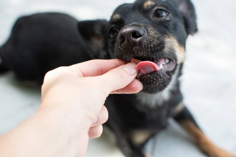 Hand feeding German Shepherd puppy. Benefits of Hand Feeding your Puppy