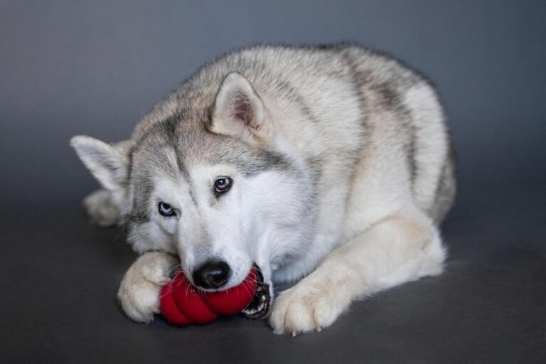 Dog chewing Kong toy. What are the best toys for dogs who like to shred